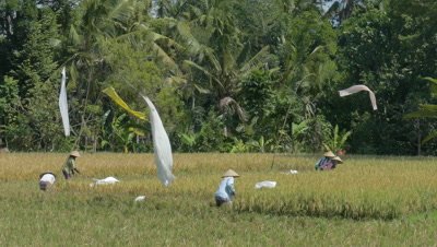 Rice Harvest in Paddy Ubud, Bali, Indonesia