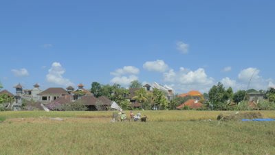 Rice Harvest in Paddy Ubud, Bali, Indonesia