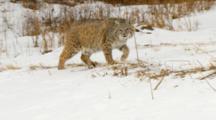 Bobcat Watches Intently While Walking In Snow
