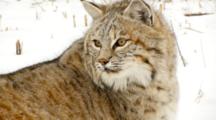 Bobcat Watches Intently On Snow Covered Hill