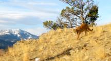 Mountain Lion Walks And Stalks