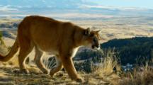 Mountain Lion Stalks Intently