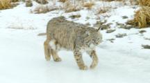 Bobcat Walks Along Frozen Creek