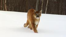 Mountain Lion Walking In Winter Snow