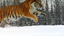 Endangered Siberian Tiger Running In Winter Snow