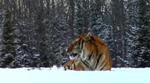 Endangered Siberian Tiger Resting In Winter Snow