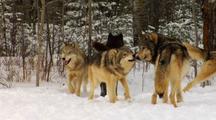Wolves, Wolf Interaction, Playing, Greeting