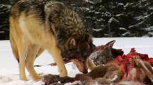 Wolves, Wolf Pack Feeding On Carcass Of Whitetail Deer