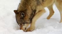 Wolves, Wolf Foraging For Food, Prey