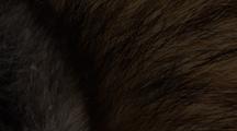Closeup Wolf Fur, Hide, Pelt