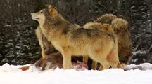 Wolves, Wolf Pack Feeding On Carcass Of Whitetail Deer