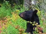Black Bear In Fall Colors