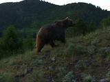 Grizzly Bear Walking Up A Hill Foraging For Food