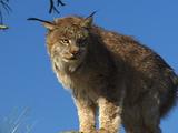 Canadian Lynx Sitting Atop A Rock Observing, Hunting, Looking