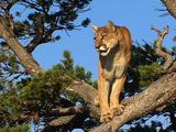 Mountain Lion In Pine Tree