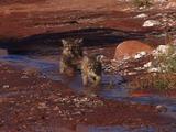 Three Baby Mountain Lions Running, Playing In Small Creek