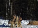 Wolf, Wolves Feed On Elk, Howl