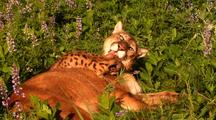 Female Mountain Lion Grooming Kitten