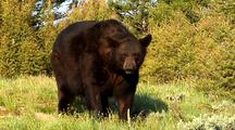 Large Male Black Bear Foraging, Shaking Head