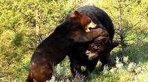 Adult Black Bear Wrestling With Juvenile