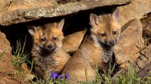 Young Red Fox Kits Playing In Front Of Den Entrance