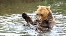 Grizzly Bear Swimming And Playing With Wood In River
