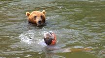 Man And Grizzly Bear Confrontation, Encounter In River