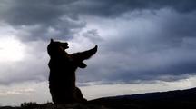 Silhouette Of Grizzly Bear On Mountain Ridge