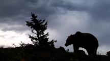 Silhouette Of Grizzly Bear On Mountain Ridge