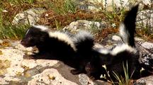 Young Striped Skunk Kits In Defensive Posture To Spray