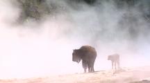 Bison Cow And Calf In Steamy Geyser Basin. Yellowstone National Park