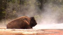 Bison Resting In Steamy Geyser Basin. Yellowstone National Park