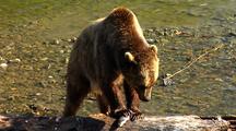 Adult Grizzly Bear Feeding On Rainbow Trout In Stream
