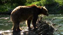 Adult Grizzly Walking On Deadfall In River Fishing