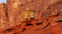Mountain Lion In Red Rock Desert