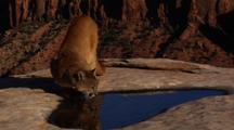 Mountain Lion In Red Rock Desert