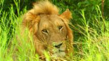 Africa. African Lion Resting In Tall Grass