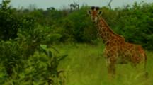 African Giraffe And Calf In Kruger National Park, South Africa