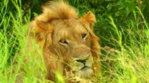 Africa. Lion resting in tall grass