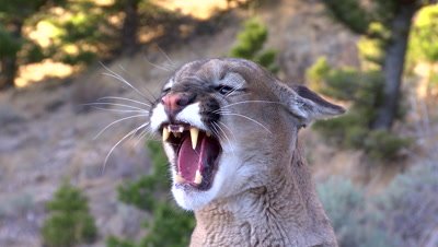 Mountain lion snarling