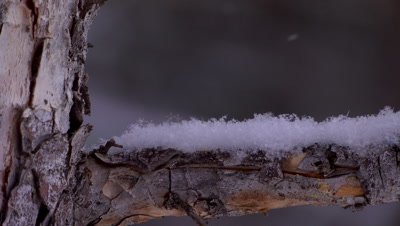 Snow crystals collecting on pine tree branch