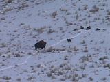 Bison Threatening Yellowstone Wolf Pack, Driving Them From Snow Trail