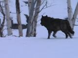 Wild Wolf Travelling Through Snowy Yellowstone Np