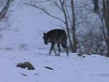 Wild Wolf Surveying