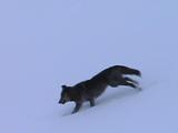 Wolf On Snowy Hillside
