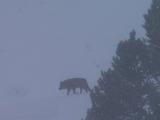 Wolf Crossing Screen, Through Snowfall