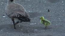 Canadian Goose With Gosling