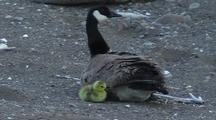 Canadian Goose With Gosling