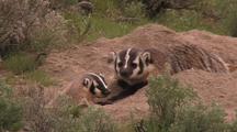 Badger And Cub