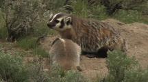 Badger Mother And Cub Exloring